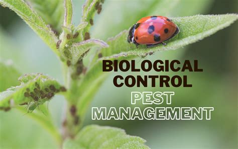 Modern pest control - Modern Pest Services is the largest privately-owned pest management company in New England and... 44 Industrial Drive, Augusta, ME 04430